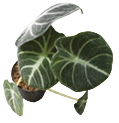 2" Alocasia Ninja